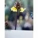 Papier Fine Art AWAGAMI Bamboo 170 - A2 (10 ark.) (IJ-1322)