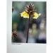 Papier Fine Art AWAGAMI Bamboo 170 - A2 (10 ark.) (IJ-1322)