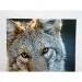 Papier Fine Art AWAGAMI Premio Unryu 165g - 10x15 (10 ark.) (IJ-6426)
